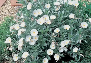 Convolvulus cneorum "Silver Bush"