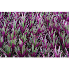 Rhoeo Stripe me Pink