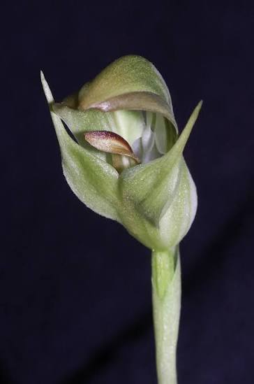 Pterostylis Curta (Native Orchid) Rare