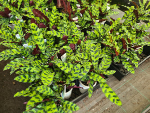 Calathea lancifolia rattlesnake plant