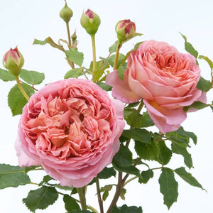 David Austin - Jubilee Celebration Rose
