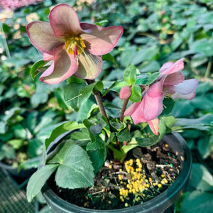 Hellebore Mixed Colours