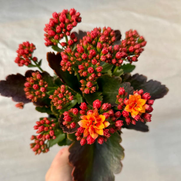 Kalanchoe Blossfeldiana Calandiva mixedColours