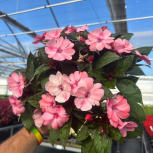 SunPatiens® Compact