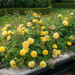 David Austin - The Poet's Wife