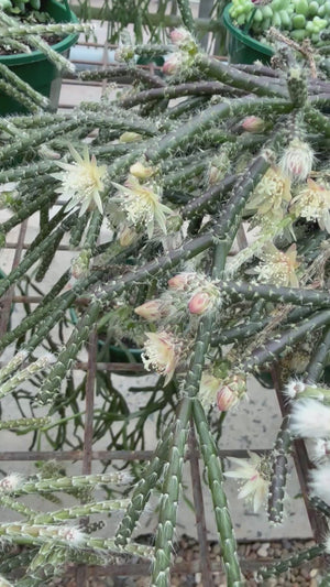 Rhipsalis pilocarpa - Hairy Stemmed Rhipsalis