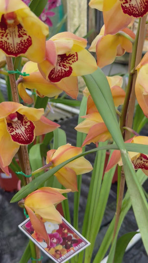 Cymbidium orchid