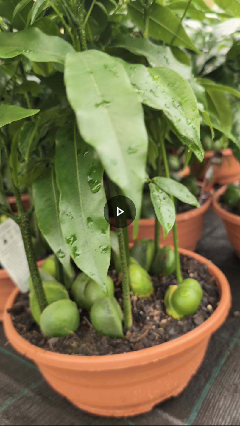 Magic bean forest Castanospermum Australe