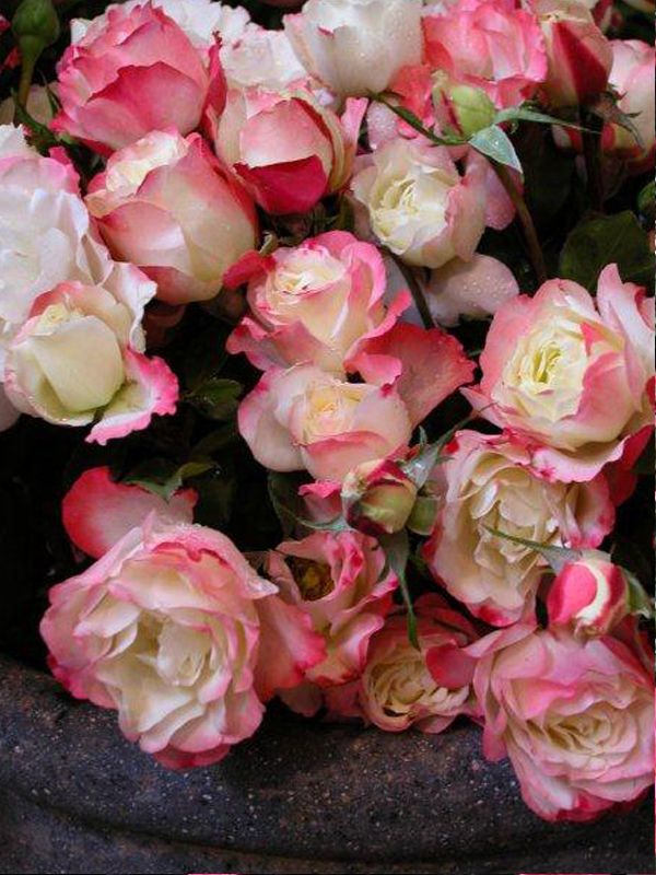 Rose - George Delbard "Carmagnole"