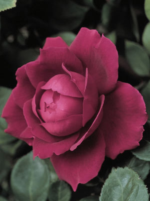 Rose - Oklahoma