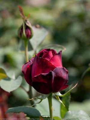 Rose - Oklahoma