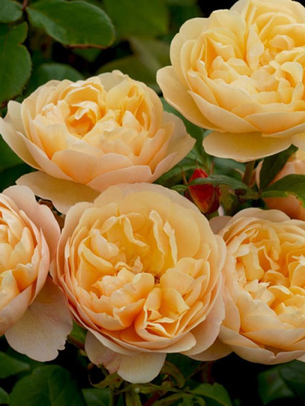 David Austin Rose- Roald Dahl