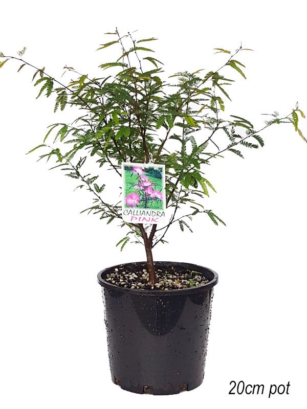 Calliandra Pink Pom Pom