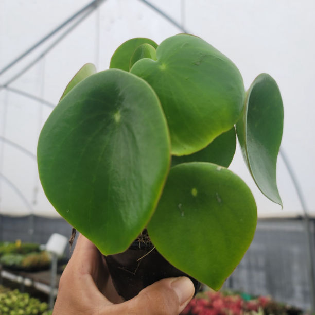 Peperomia polybotrya 'tear drop' 'coin leaf'