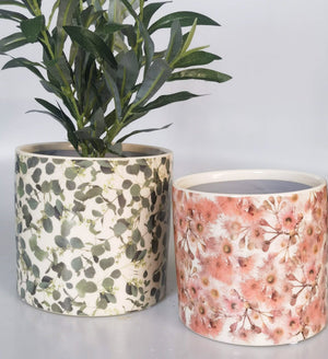 Eucalyptus and flowering Gum Tree Pots