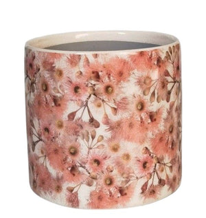 Eucalyptus and flowering Gum Tree Pots