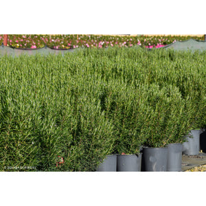 Rosmarinus Potuguese Pink