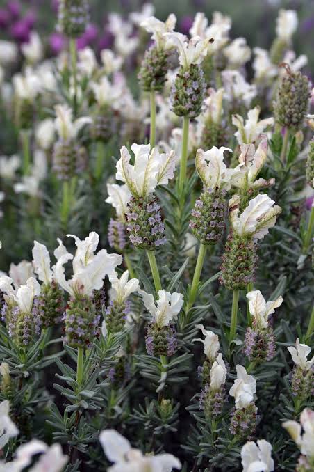 Lavender Pedunculata - mixed Pink, Purple and White