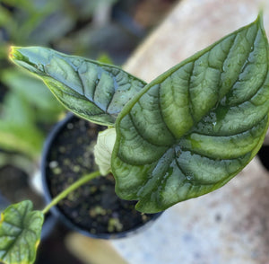 Alocasia baginda dragon scale baby - Artisans Garden Nursery