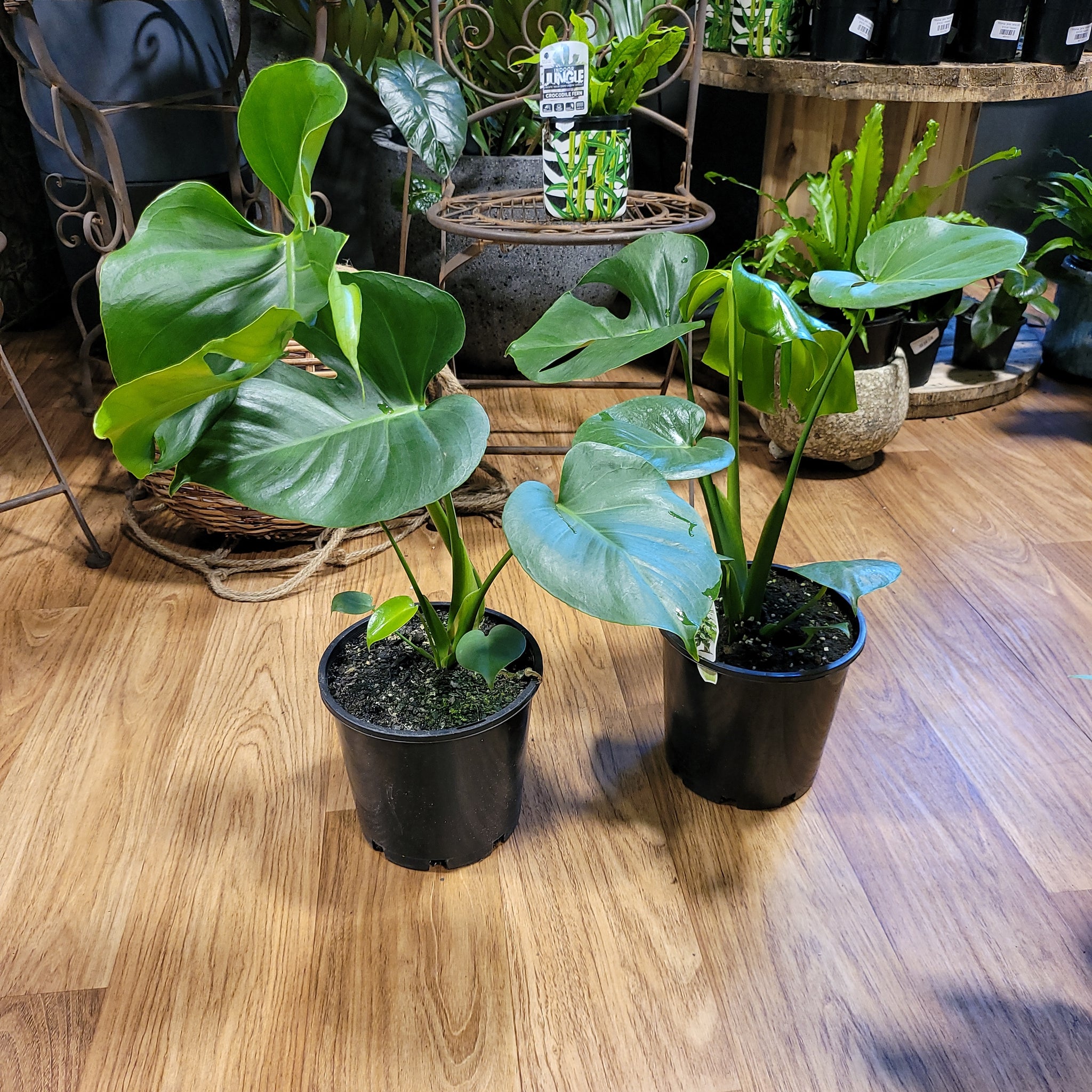 croc monstera Monstera deliciosa