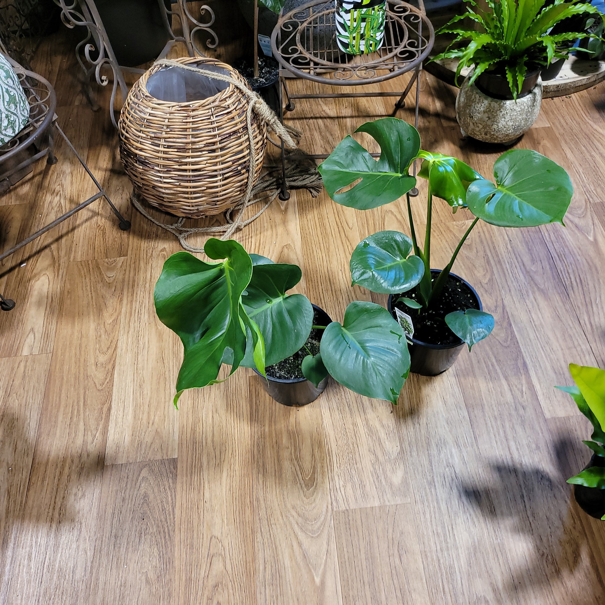 monstera deliciosa buy sydney Monstera deliciosa