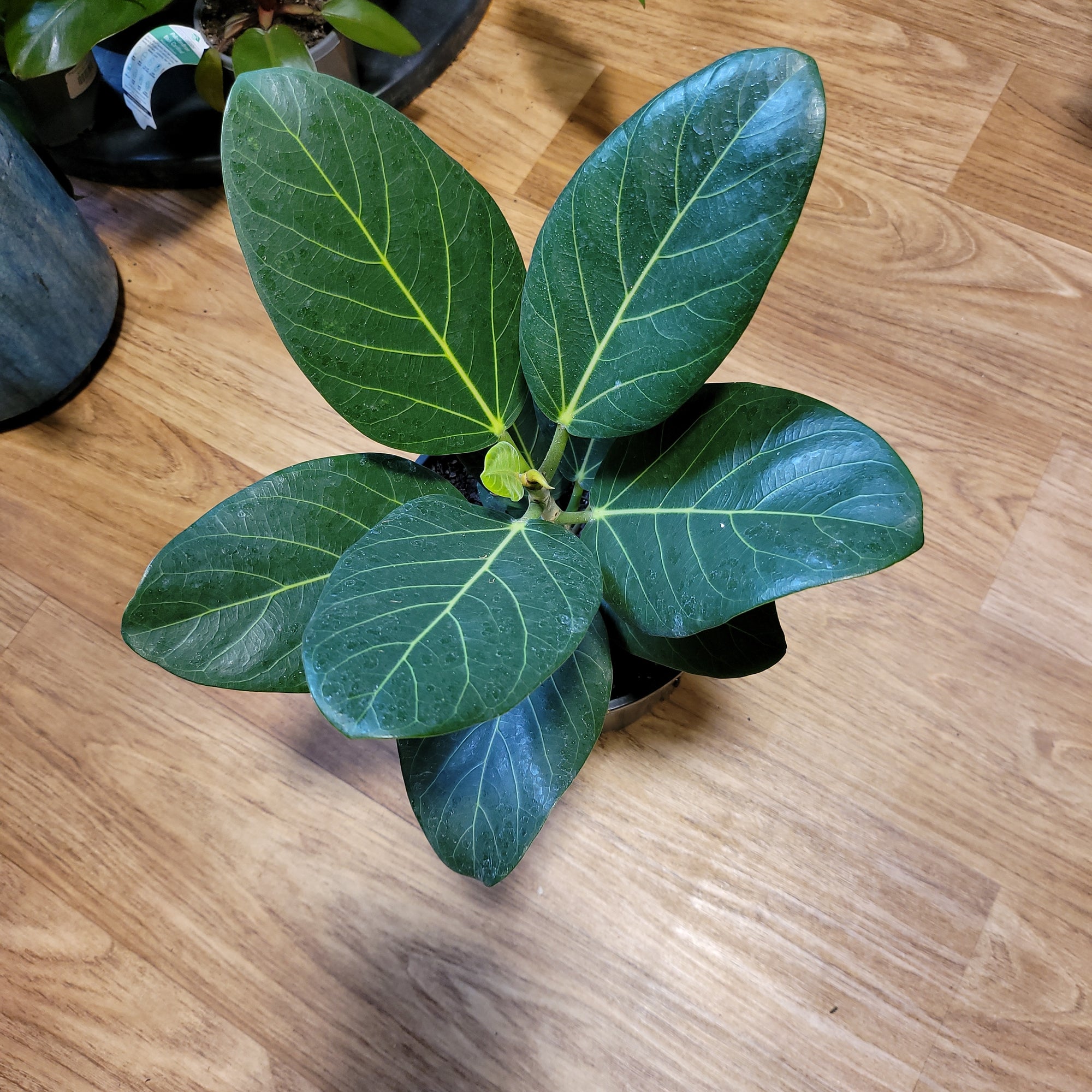ficus audrey australia Ficus benghalensis "Audrey"