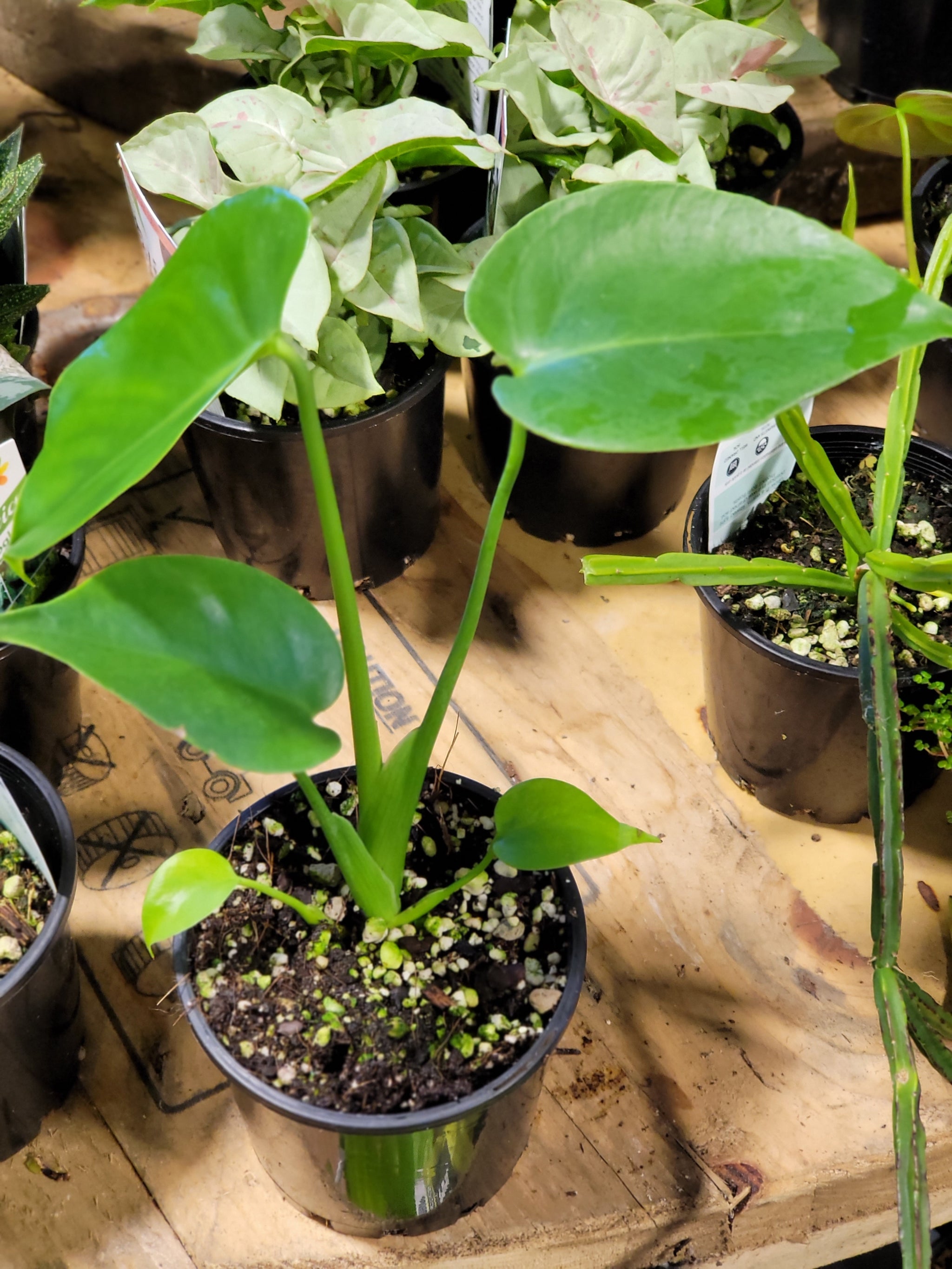 monstera deliciosa tauerii difference Monstera Tauerii
