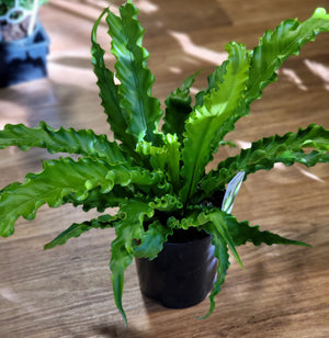 Asplenium Osaka "Birds Nest Fern"