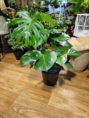 monstera deliciosa tauerii Monstera Tauerii