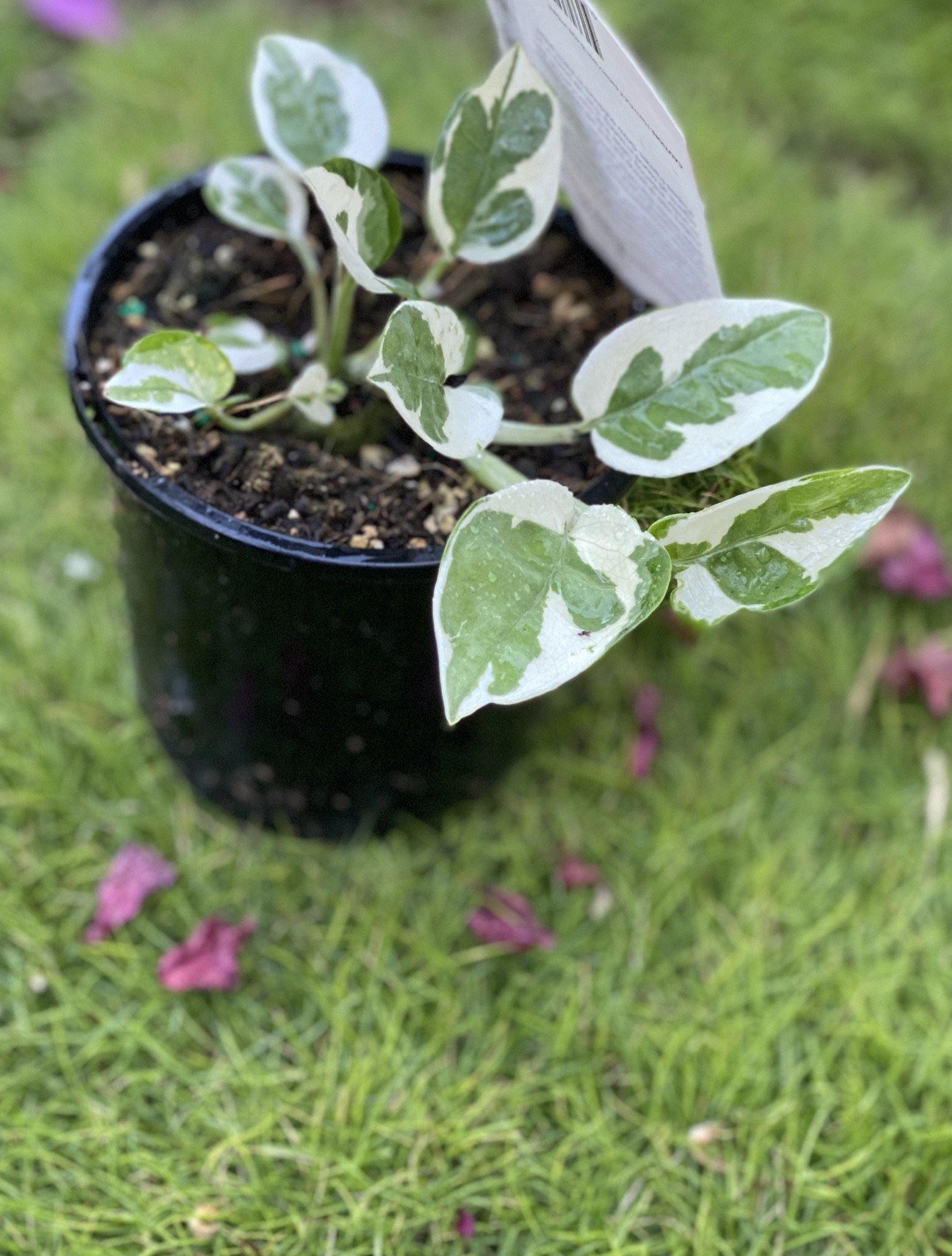 snow queen plant indoor Pothos Epipremnum aureum snow queen