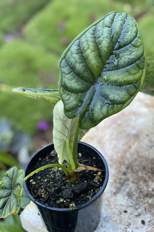 Alocasia baginda dragon scale baby - Artisans Garden Nursery