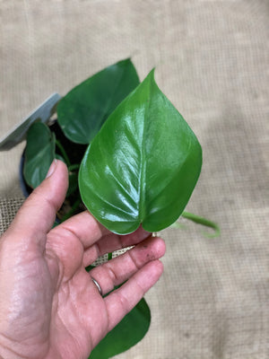 Philodendron Cordatum heart leaf