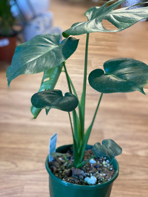 Monstera deliciosa