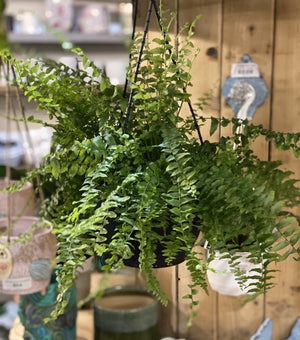 Boston fern basket - Artisans Garden Nursery