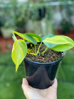 Philodendron hederaceum brasil