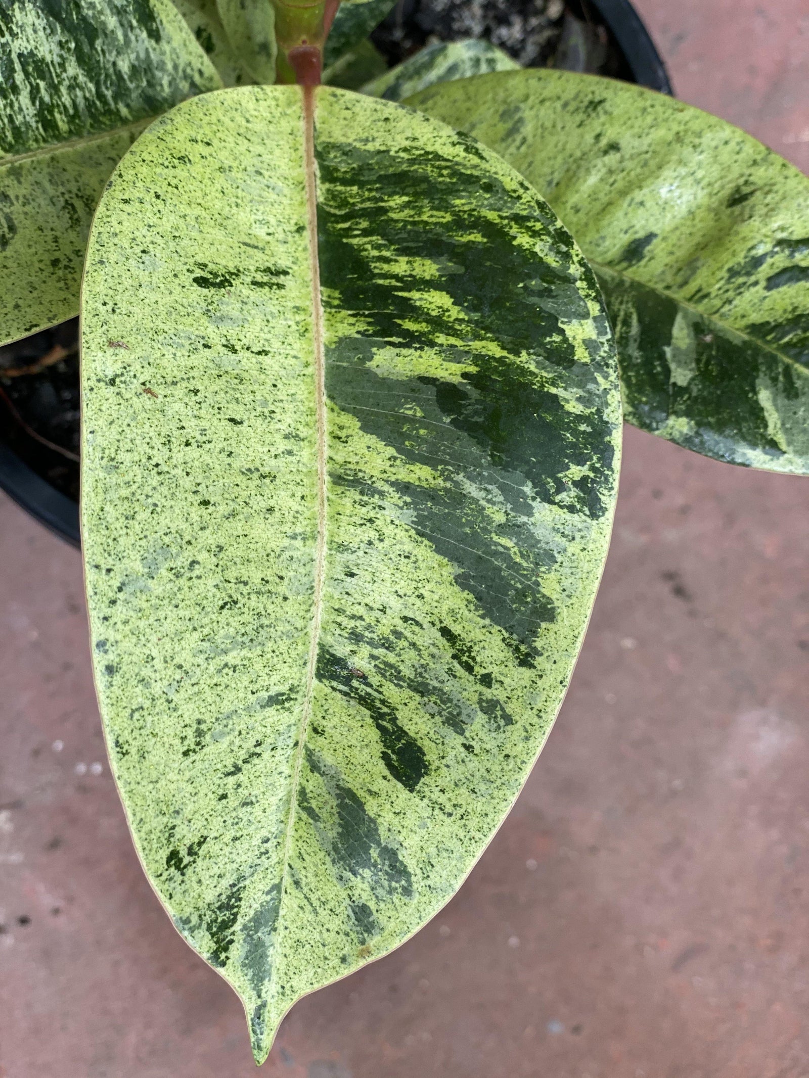 Ficus elastics “shivereana” - Artisans Garden Nursery