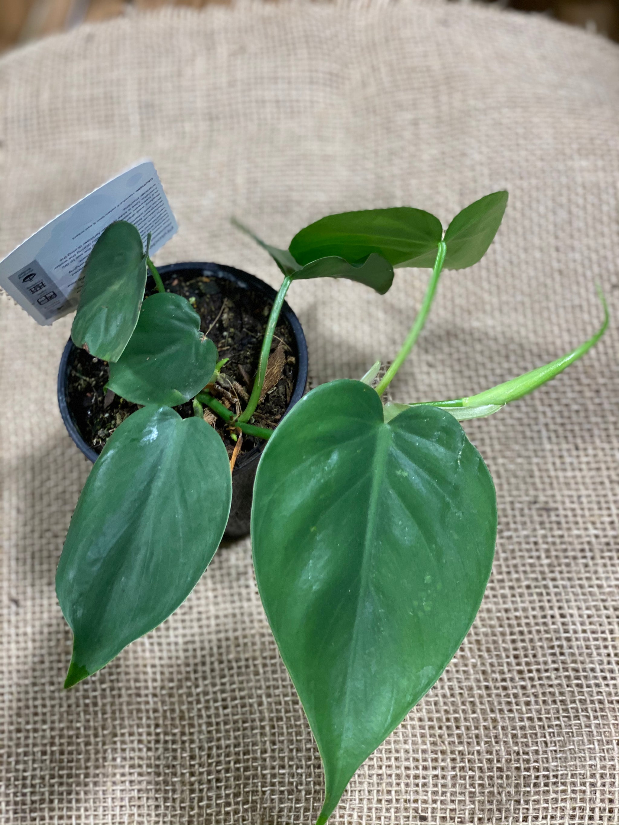 philodendron cordatum australia Philodendron Cordatum heart leaf