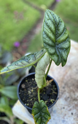 Alocasia baginda dragon scale baby - Artisans Garden Nursery