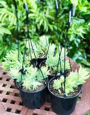 Sedum morganianum (donkeys tail)