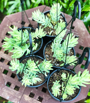 Sedum morganianum (donkeys tail)