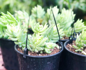 Sedum morganianum (donkeys tail)