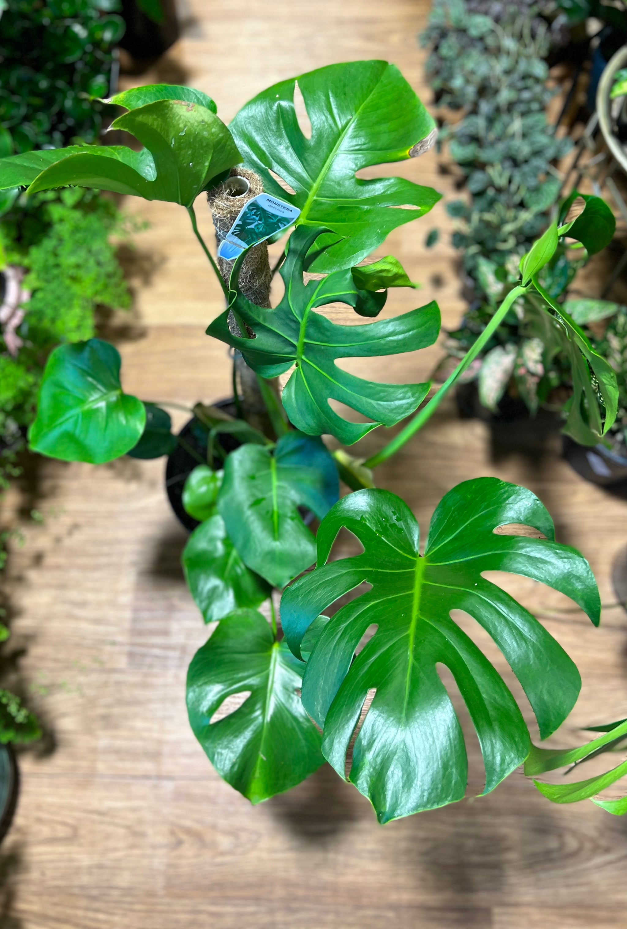 monstera deliciosa buy sydney Monstera deliciosa