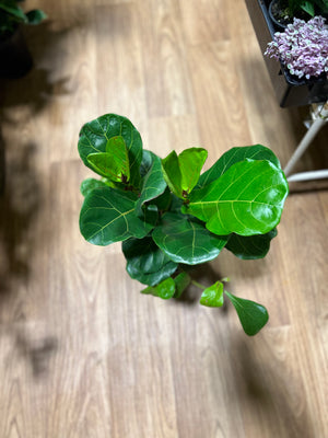 Ficus lyrata “fiddle leaf fig”