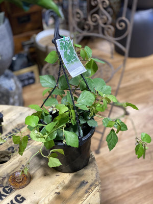 Cissus Rhombifolia (Grape Ivy) - That Plant Shop