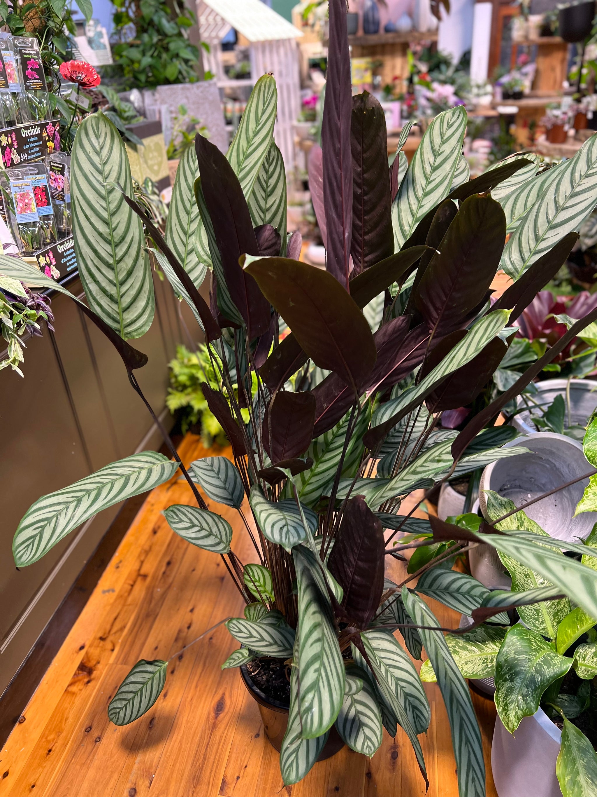 never never plant indoor Ctenanthe setosa “never never plant”