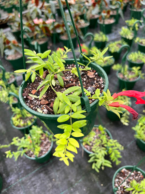 Aeschynanthus radians variegated lipstick plant