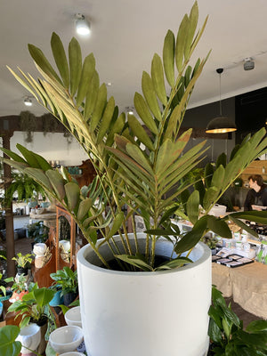 Zamia furfuracea 'cardboard plant' - That Plant Shop