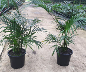 Chamaedorea atroviren cascade palm