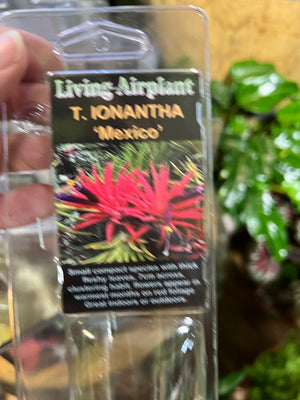 Tillandsia gift