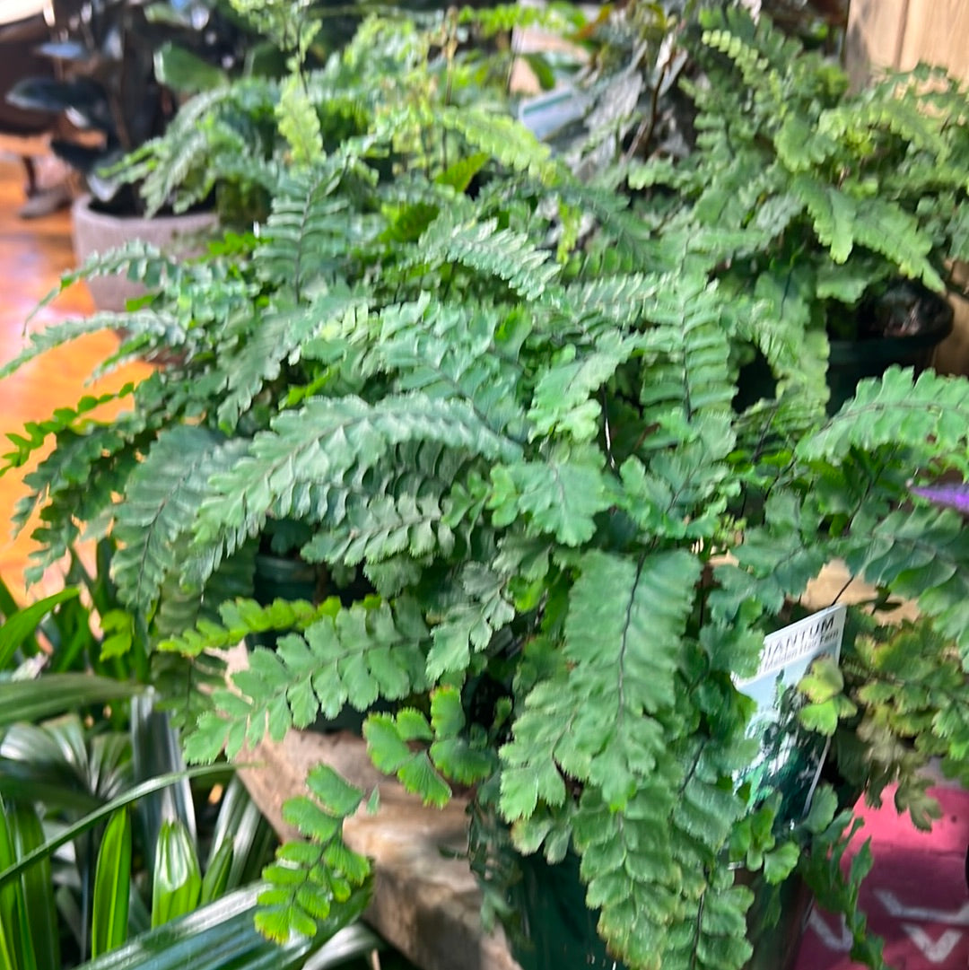 Adiantum hispidulum rosy maiden hair